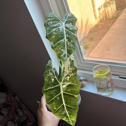  Plants Alocasia Frydek