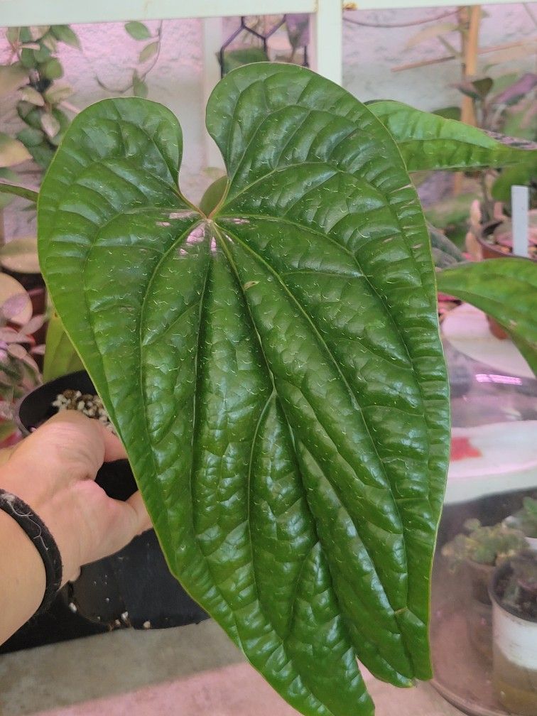 Anthurium Radican X Luxurian Large 6" Pot