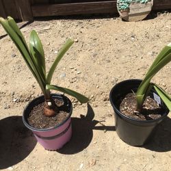 Bare Naked Lady Plants
