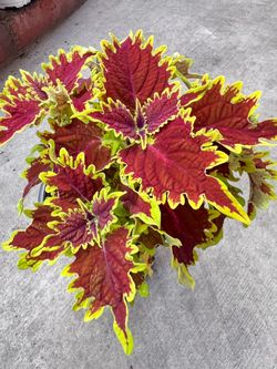 Copperhead Coleus Outdoor Plant
