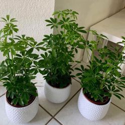 ♥️MOONDROP UMBRELLA♥️Please Read Description 