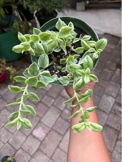 Variegated Baby Sun Rose