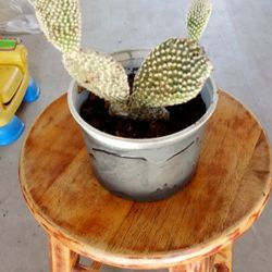 cactus del viejito 