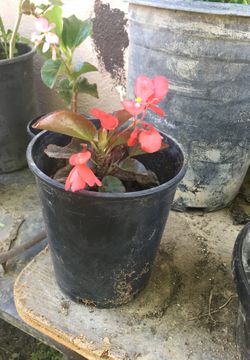 Plant