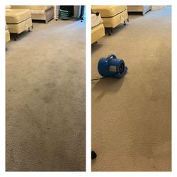 Carpet Care.