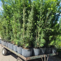 Spectacular Podocarpus Plants For Inmediate Privacy!!! 6 Feet Tall Measurements Over The Pot!!! Fertilized 