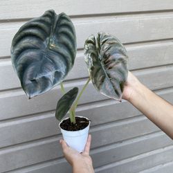 4” alocasia cuprea