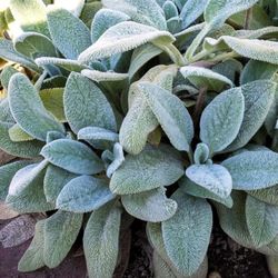 Lambs Ear Plant 