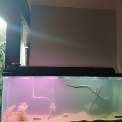 Two tank stand top 75g bottom 65g