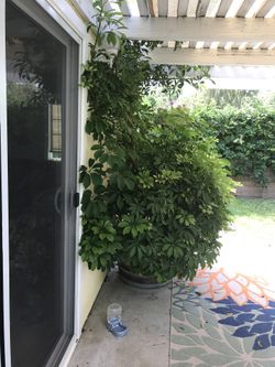 Plant For Sale