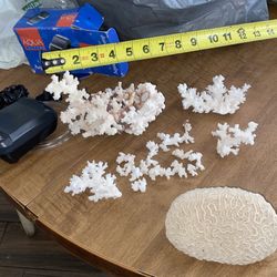 $25 Corales Y Bomba De Aire Para Pecera