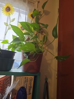 Pothos Plant