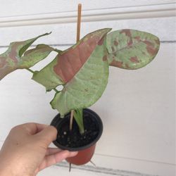 Beautiful Pink Confetti Syngonium Plant