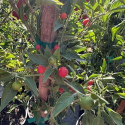 Hot Chiles Peppers