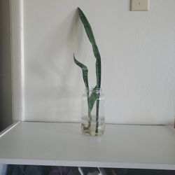 Snake Plant ROOTED And Ready To Plant