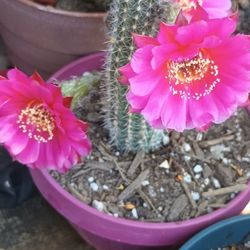 Cactus Plantas.