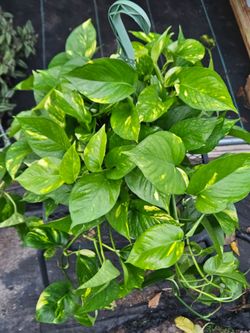 Golden Pothos houseplant live