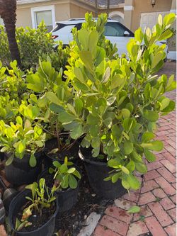 Clusia Plants