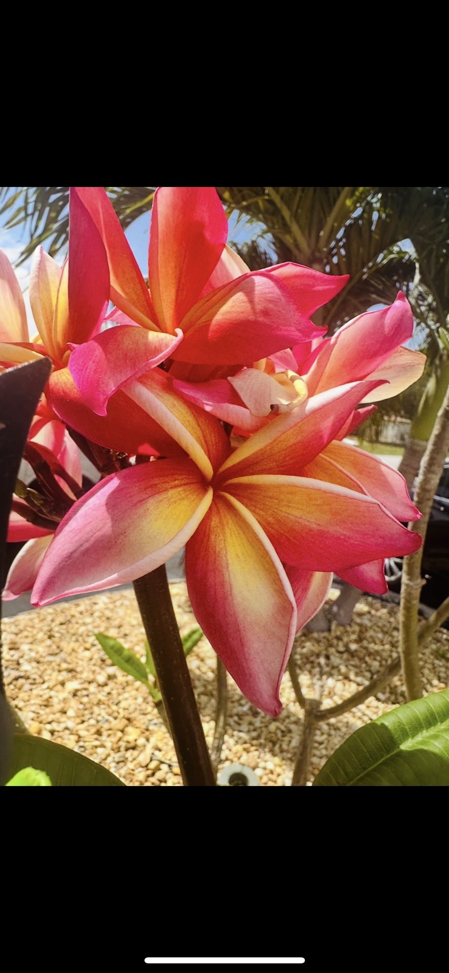 Beautiful Rainbow Plumeria Rooted Cuttings Set Of 2