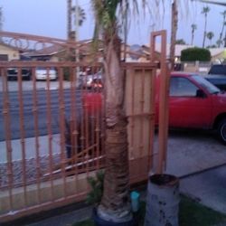 Palm 🌲