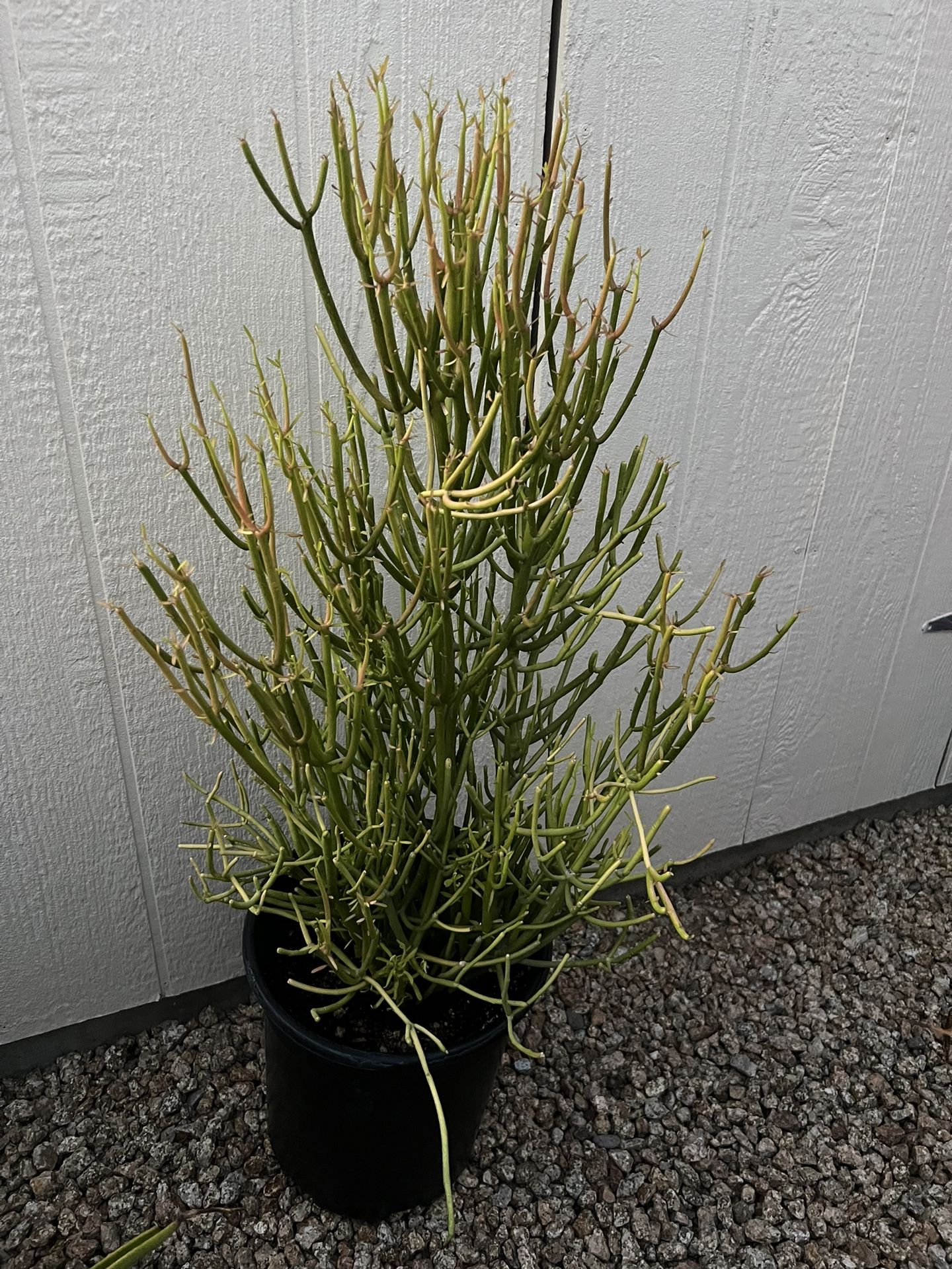 Plant