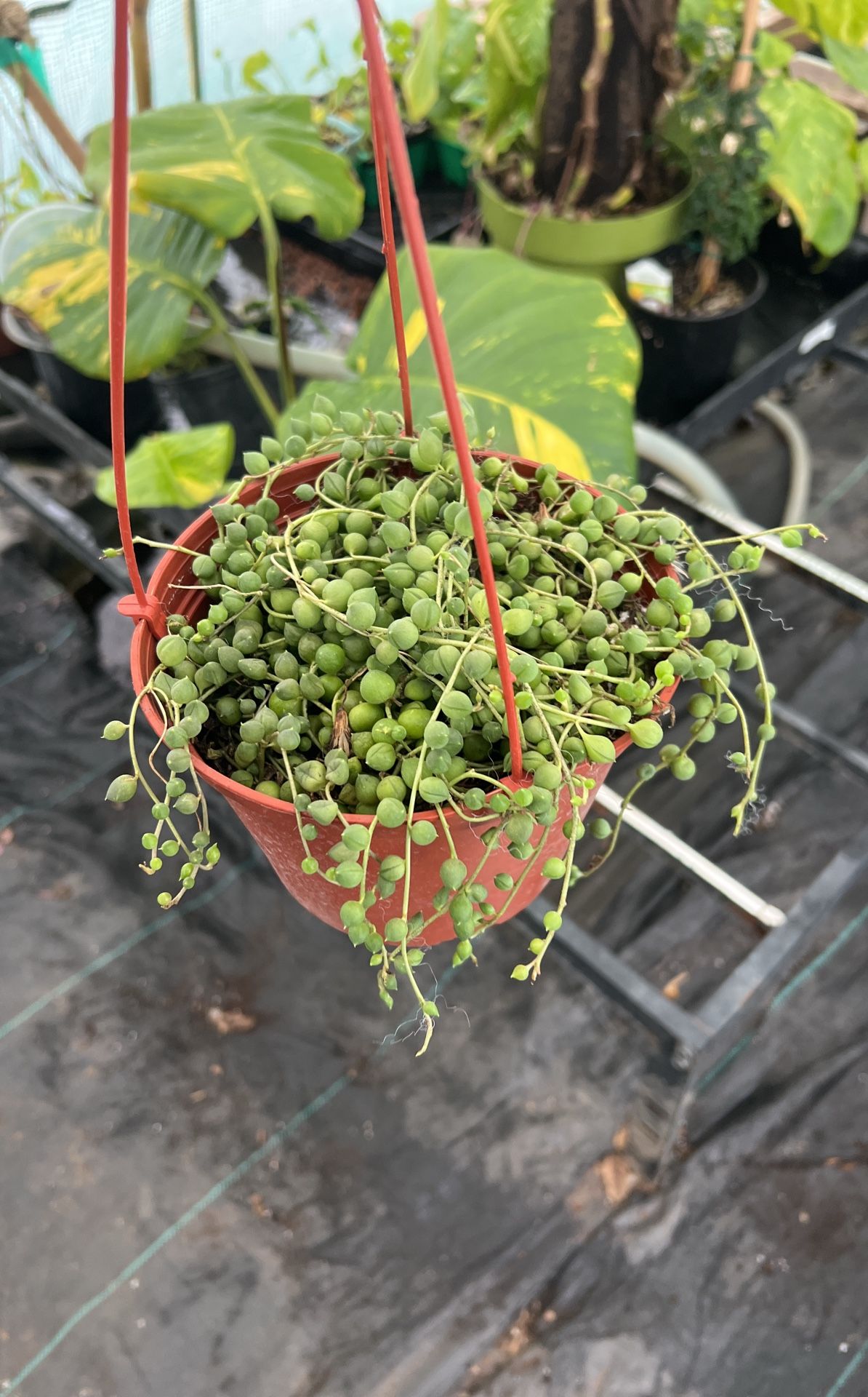 string of pearls plant ~ 6” pot