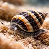 Snail Trail Resale