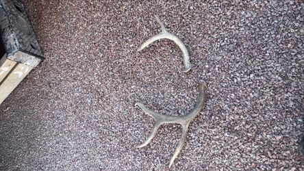 Deer Antlers