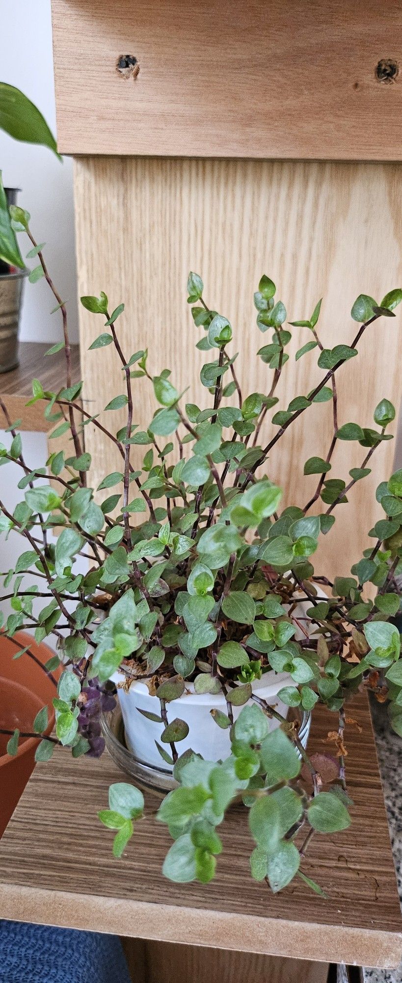 Turtle Vine Plant