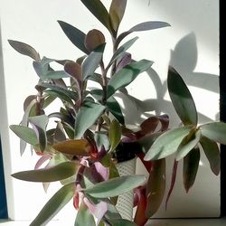 Lush Trailing Tradescantia Purple Queen Plant/ Indoor Plant/ House Plant Flower Patio Garden