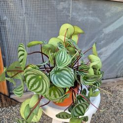 Peperomia Watermelon Plant 6" Pot