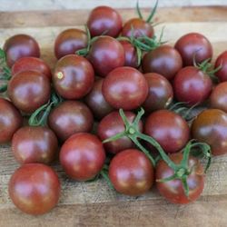 Black Cherry Tomato Plant