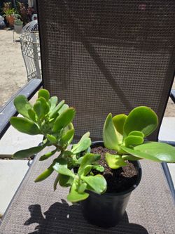 Plant
