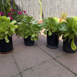 Sacculent Plants in gal Pot,each   $4