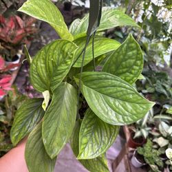 6” Monstera Peru
