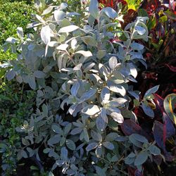 Silver Buttonwood Privacy Hedge Plants 3gl 🌿$6