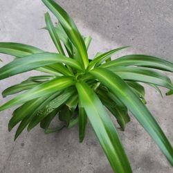 spider plant