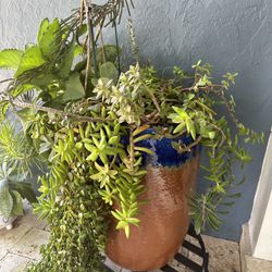 Succulent Arrangement With Pot