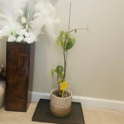 Raindrop Peperomia plant In 6inch Decorative Pot 