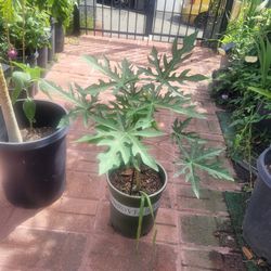 Papaya