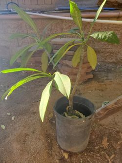 Plumeria Trees-White flowers