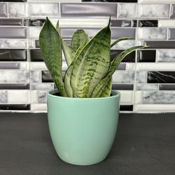 Baby Snake Plant In Ceramic Pot