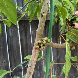 Vietnamese Fig Tree