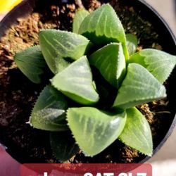 Plant And Succulent SALE THIS SUNDAY IN SAN LORENZO Noon Til 5pm