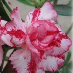 6” Bonsai Desert Rose 