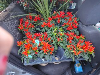 pepper plants