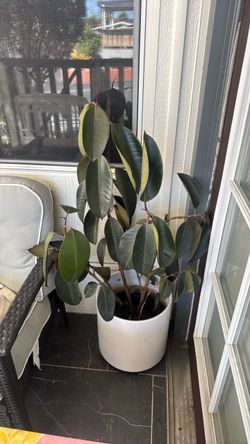 Rubber tree plant without pot