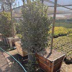 Bayleaf laurel 25 gal