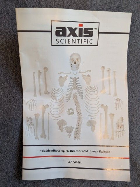 Anatomy Disarticulated Bones/skeleton (axis scientific)