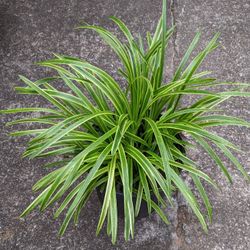 Monkey Grass /Perennial plant